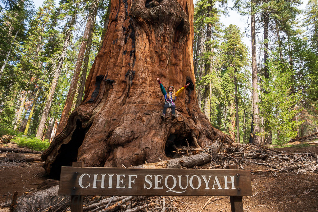 Chief Sequoyah auf dem Trail of the Seqouias